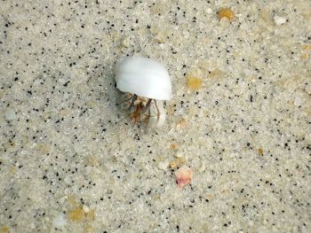 koh lipe satun 350 crab