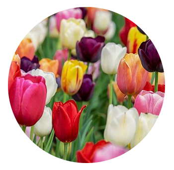 tulip 350 วันวาเลนไทน์