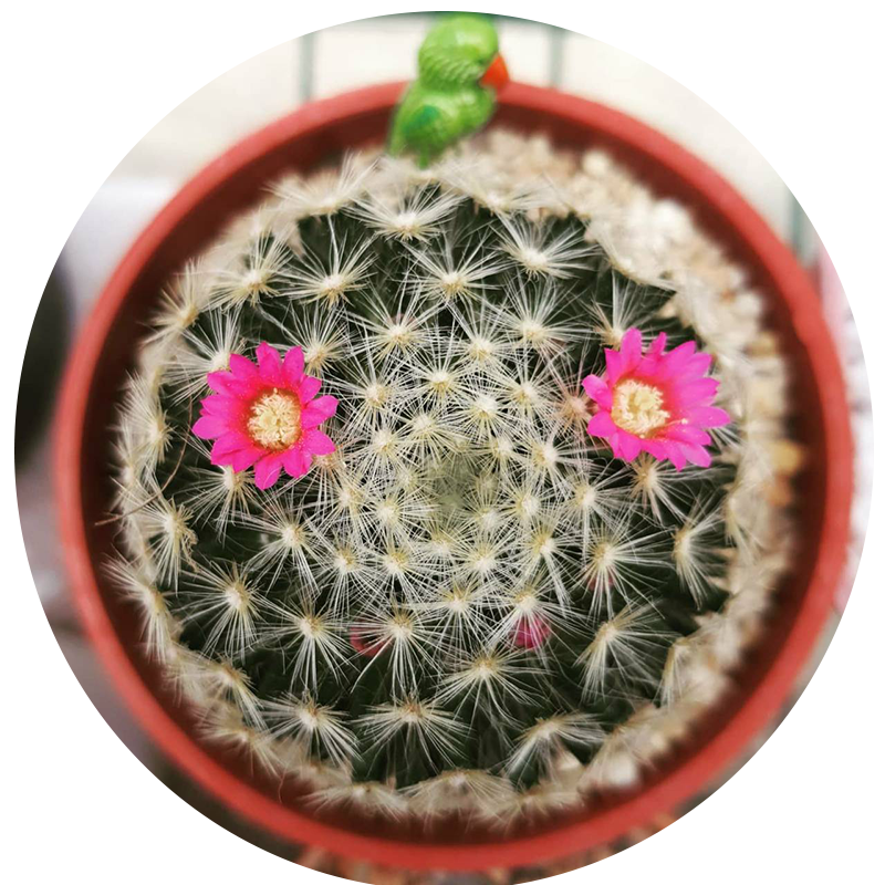 กระบองเพชร cactus mila