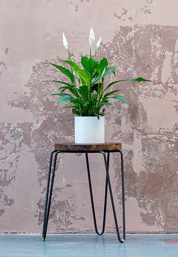 ต้น เดหลี peace lily 350