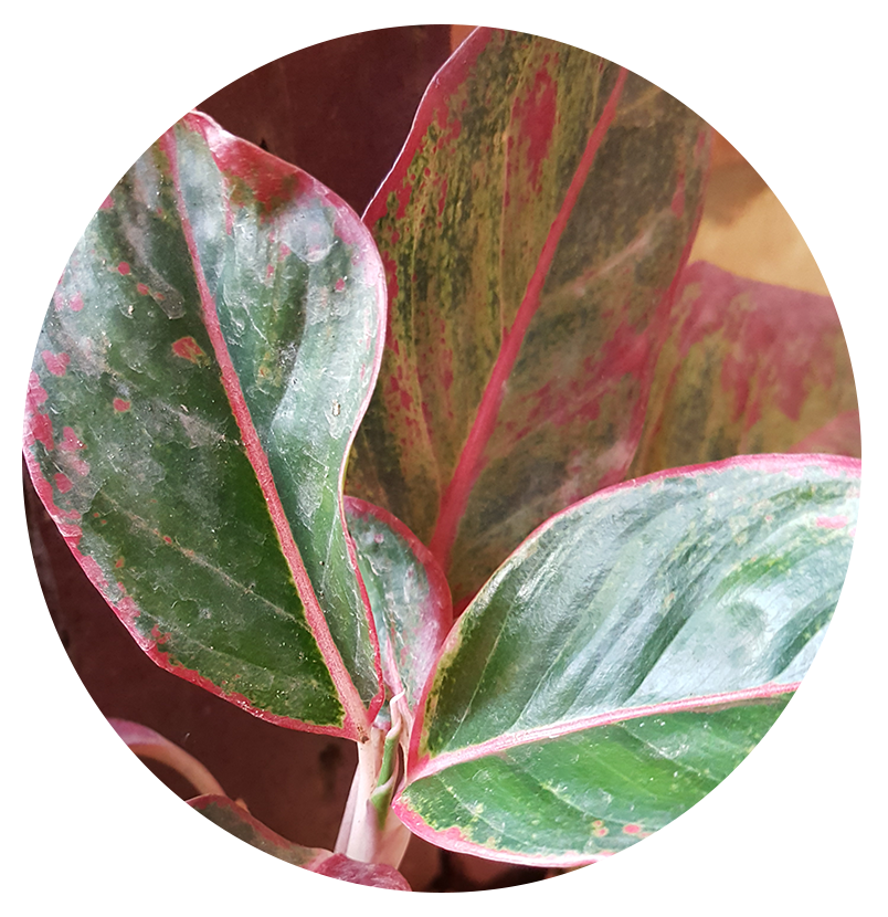 ต้นรวยล้นฟ้า aglaonema