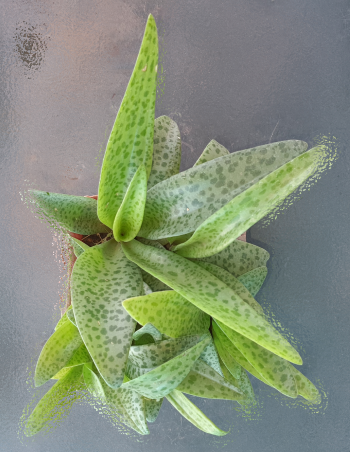 ต้นรวยไม่เลิกไม้มงคล