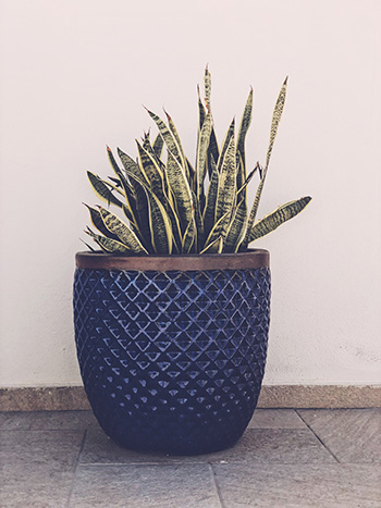 ต้นลิ้นังกรsnake plant 350