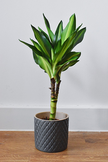 ต้นวาสนา dracaena janet craig 350