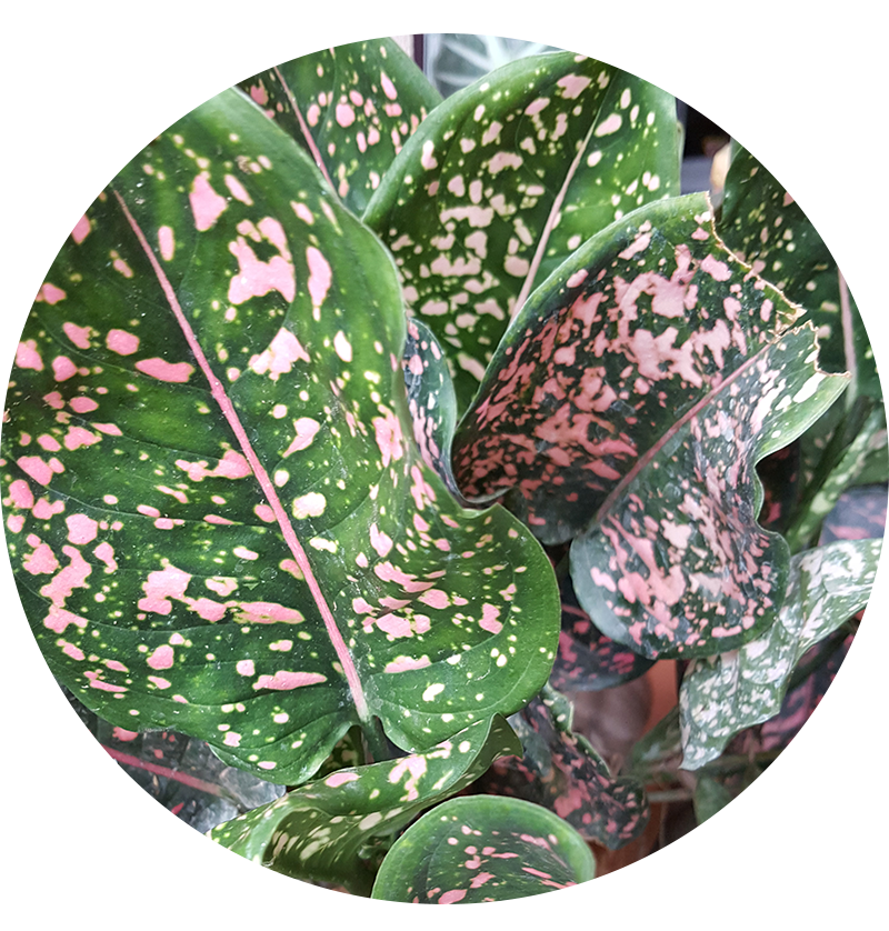 ต้นอัญมณีแดง aglaonema อะโกลนีมา