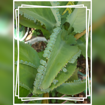 ต้นเศรษฐีพันล้านไม้มงคล