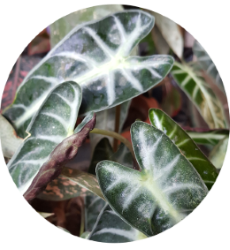 Home ของขวัญต้นไม้มงคลท่องเที่ยว ต้นแก้วสารพัดนึก alocasia 230