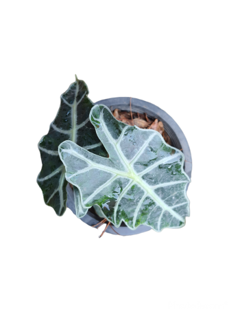 ต้นไม้มงคลเสริมโชคลาภร่ำรวย