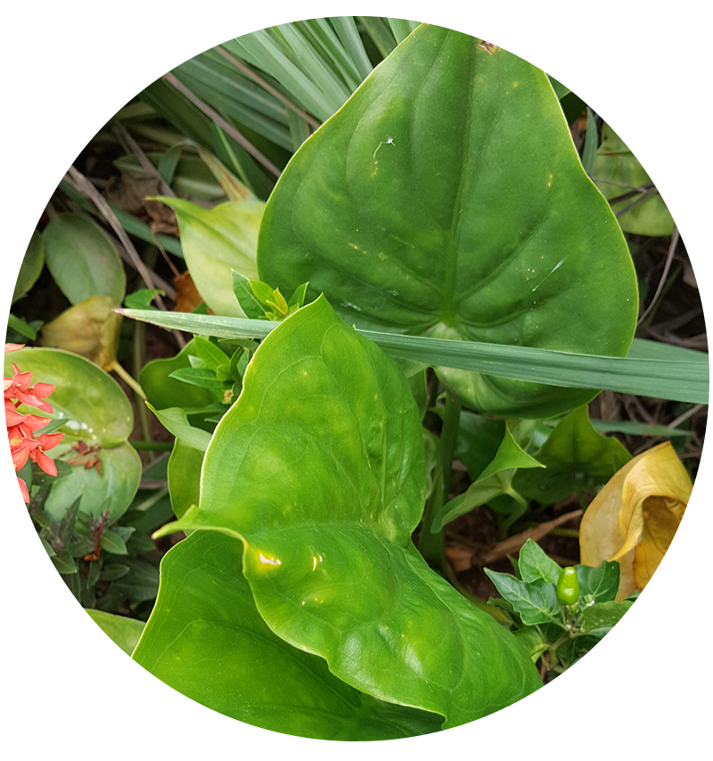 ว่านนางกวักใบโพธิ์ alocasia