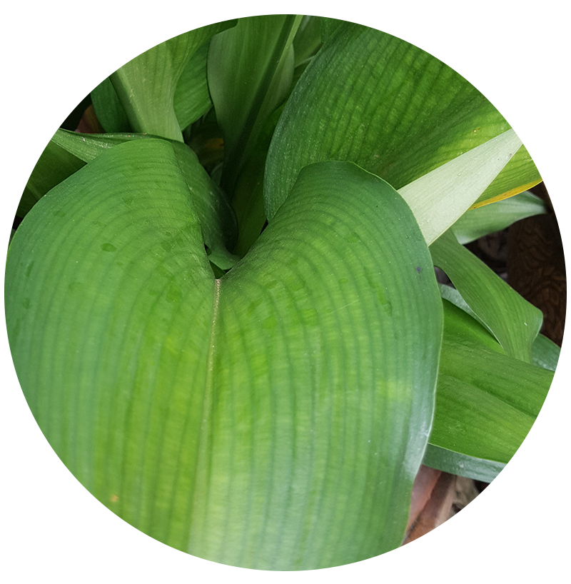 ว่านมหาลาภ eucharis