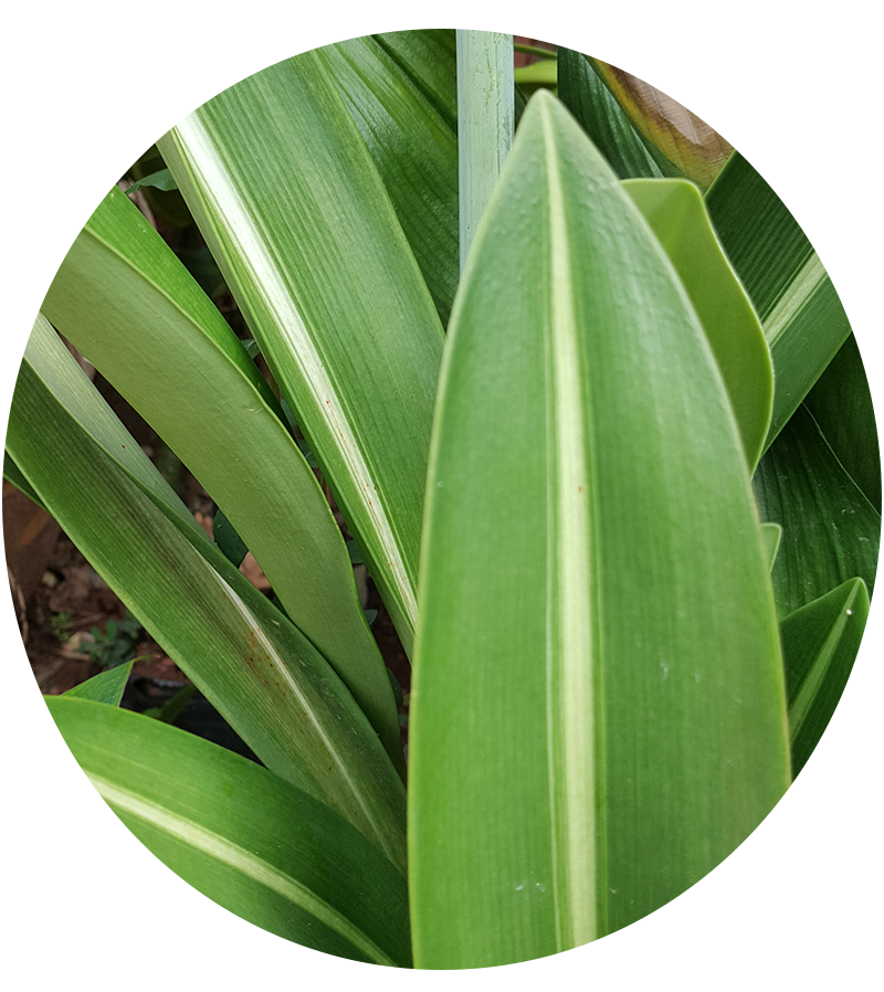 ว่านรางเงิน hippeastrum