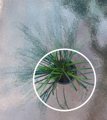 ว่านเศณษฐีขอดทรพย์ ไม้มงคล350