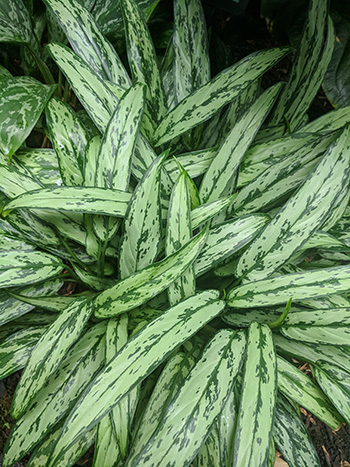 เขียวหมื่นปี chinese evergreen 350