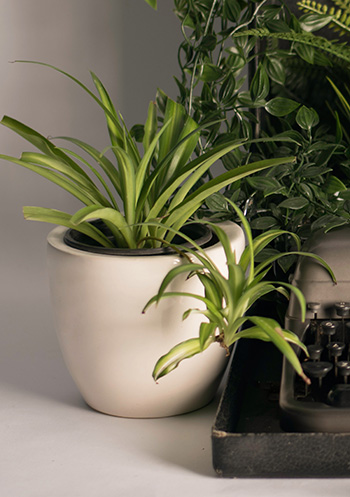 เศรษฐีเรือนในหรือspider plant 350