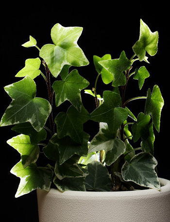 12 ไม้ประดับช่วยฟอกอากาศดูดสารพิษ